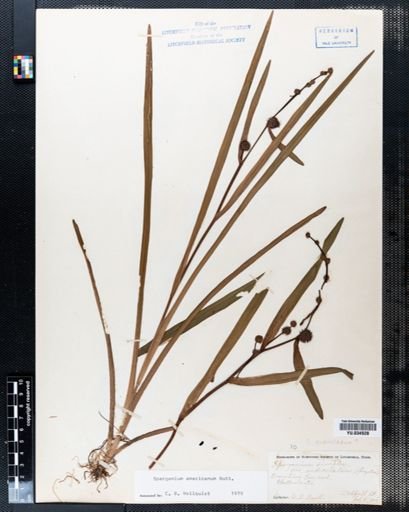 Sparganium americanum