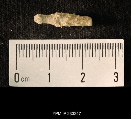 Archaeocidaris sp.