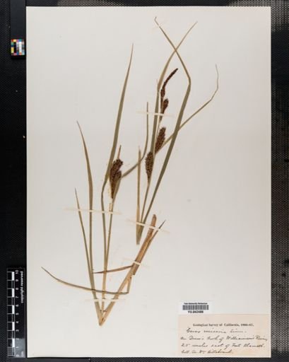 Carex vesicaria