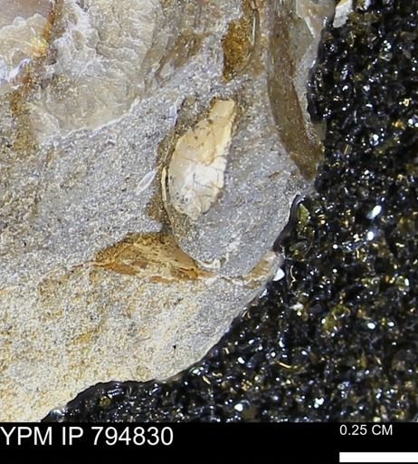 Phelopteria linguaeformis