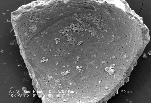 Globigerina bulloides