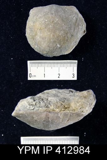 Strophodonta?