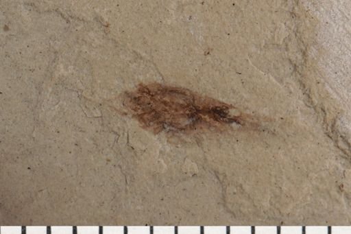 Auchenorrhyncha