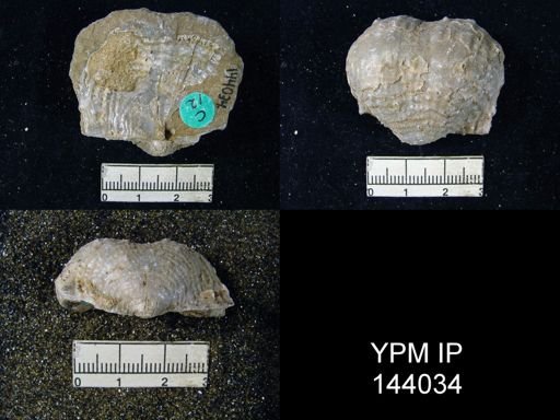 Dictyoclostus indicus