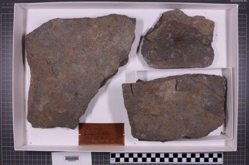 mixed taxa, stratigraphic collection