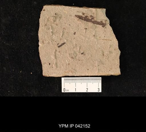 undet. Hymenoptera