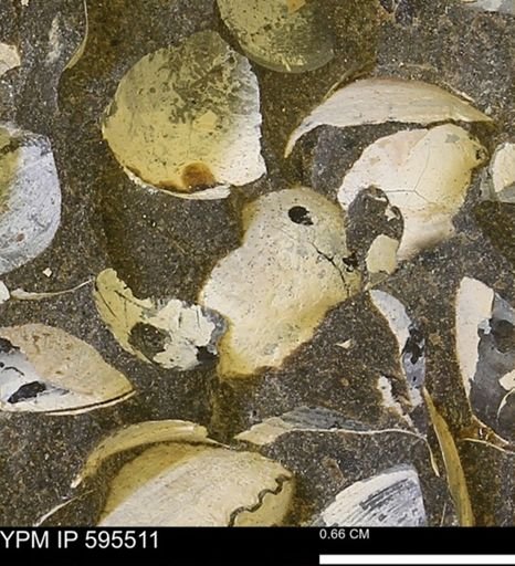 Protocardia sp.