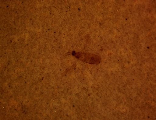 Diptera?