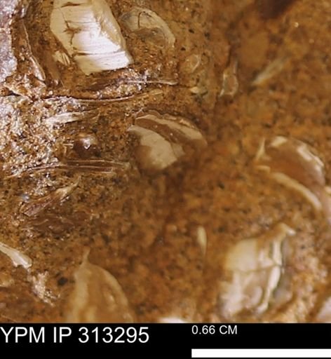 Corbicula