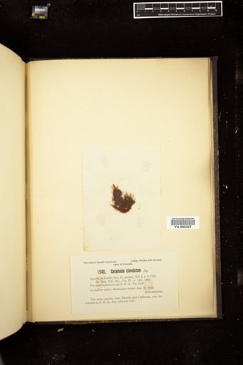 Ceramium clavulatum