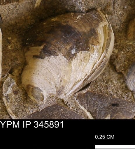Limopsis striatopunctatus