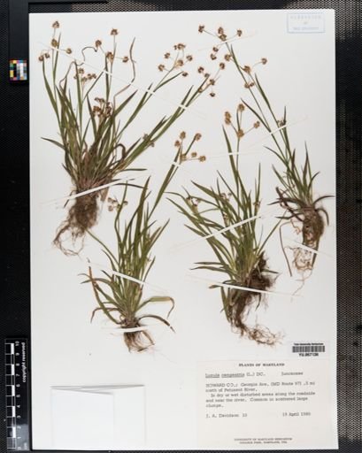 Plantae