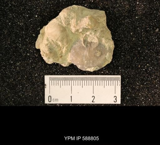 Strophomena wisconsinensis