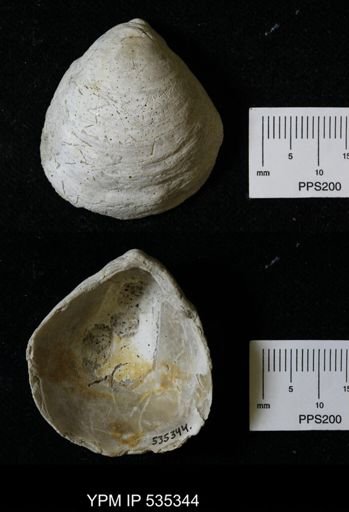 Anomia simplex