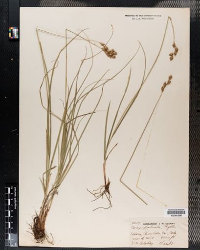 Carex praticola