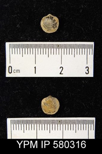 Athyris fultonensis?