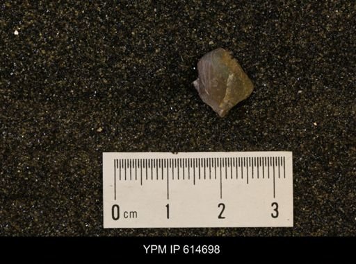 undet. Bivalvia