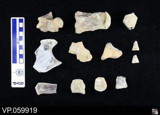 undet. Mosasauridae