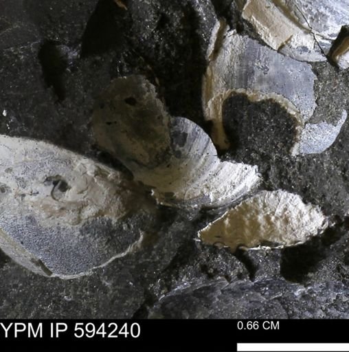 undet. Bivalvia