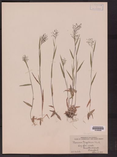 Panicum tsugetorum