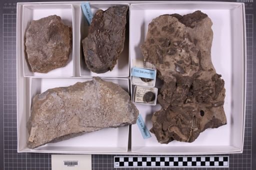 mixed taxa, stratigraphic collection