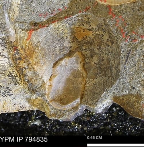 Cymbophora?