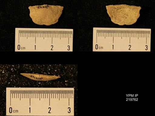 Chonetes granulifer