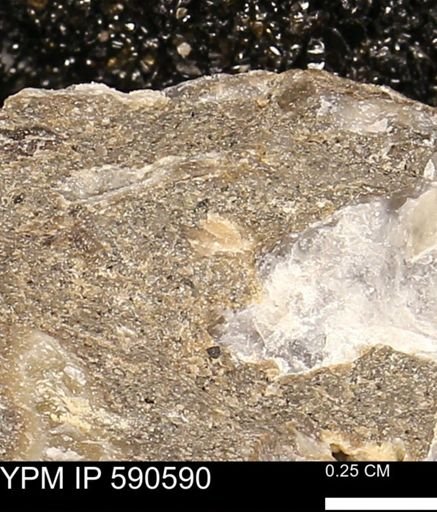 Ostreacea