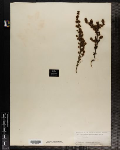 Plantae