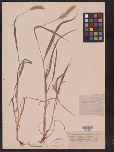 Setaria glauca