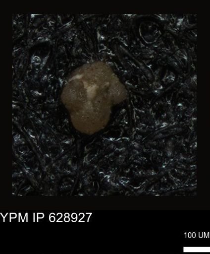 undet. Foraminiferida