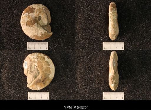 Hoploscaphites nicolletii