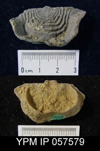 Leptaena rhomboidalis