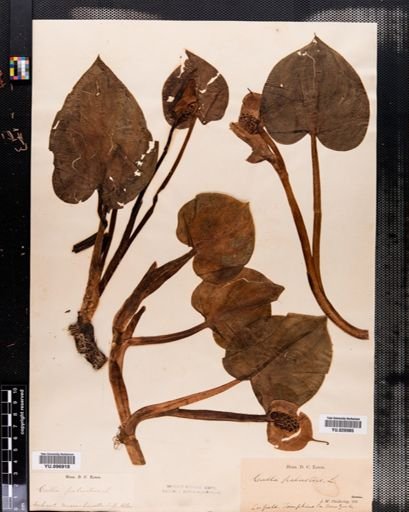 Calla palustris