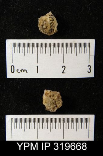 Hustedia miseri