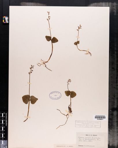 Listera cordata