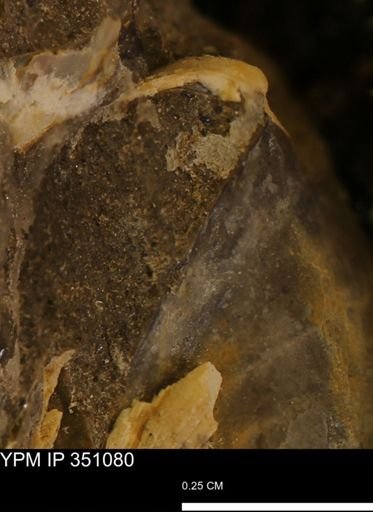 undet. Bivalvia