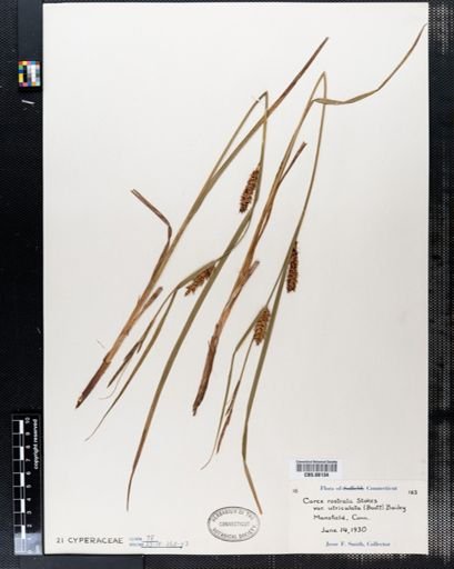 Carex rostrata