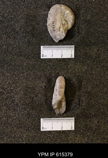 Hoploscaphites sp.