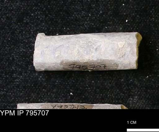 Baculites sp.