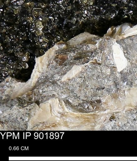 undet. Mollusca