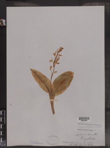 Liparis liliifolia