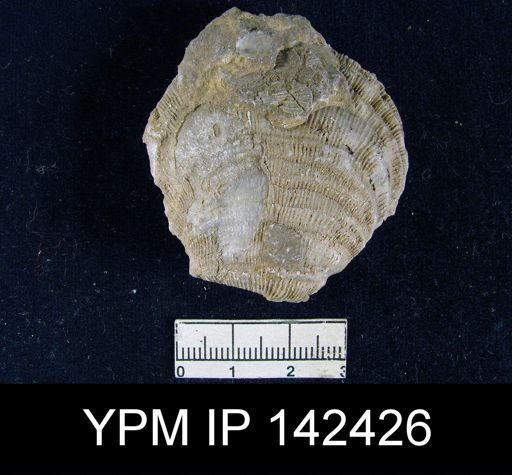 Streptorhynchus sp.