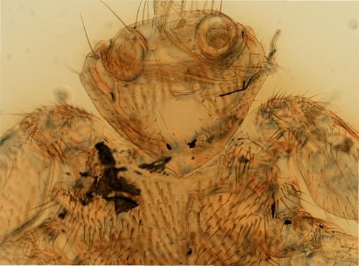 Melophagus ovinus