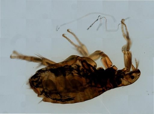 Ctenocephalides canis