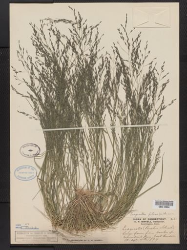 Eragrostis pilosa