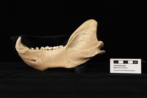 Melursus ursinus