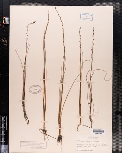 Triglochin palustre