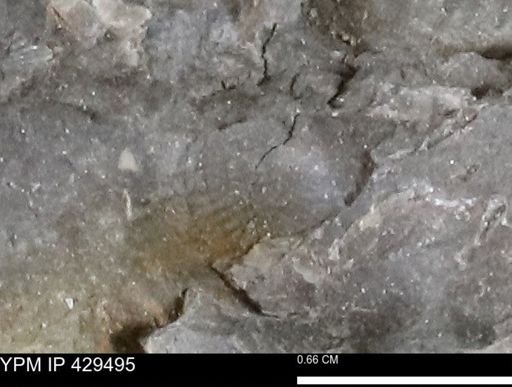 undet. Chonetoidea