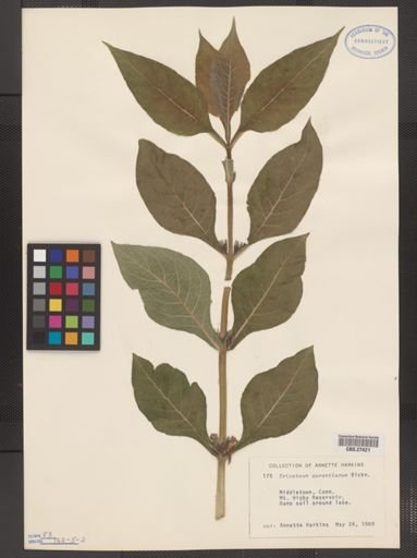 Triosteum aurantiacum